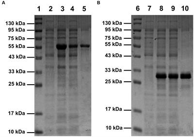 Gene cloning, expression, and characterization of two endo-xylanases from Bacillus velezensis and Streptomyces rochei, and their application in xylooligosaccharide production